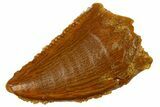 Bargain Raptor Tooth - Real Dinosaur Tooth #300827-1